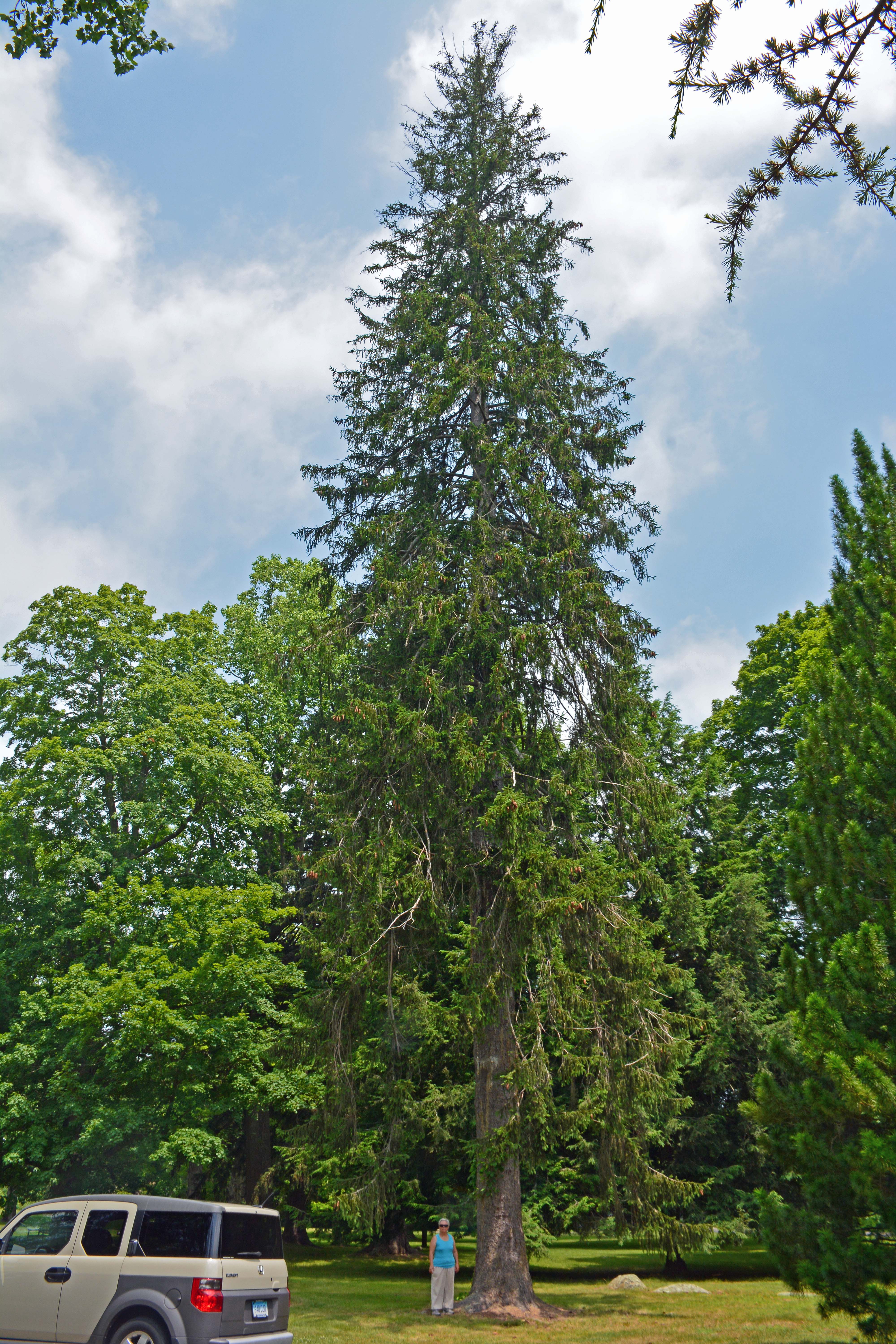 226224-Norway Spruce Church Green.jpg